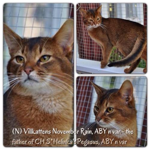 Villkattens November Rain