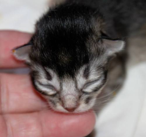 Afrika av Rubicon, svartsølv hunnkatt