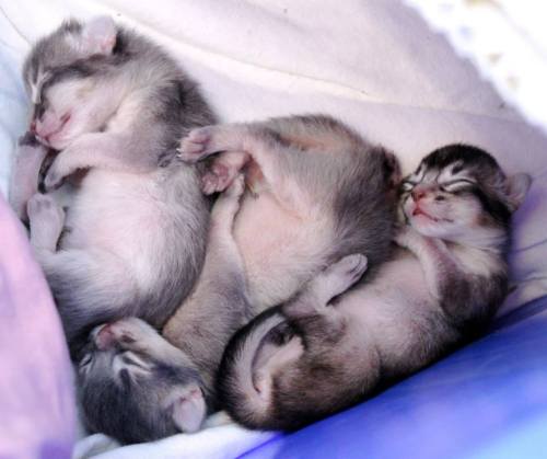 Afrika, India og Japan av Rubicon 22.02.15