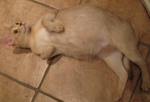 Leki er i ventemodus, bare et par døgn igjen nå!