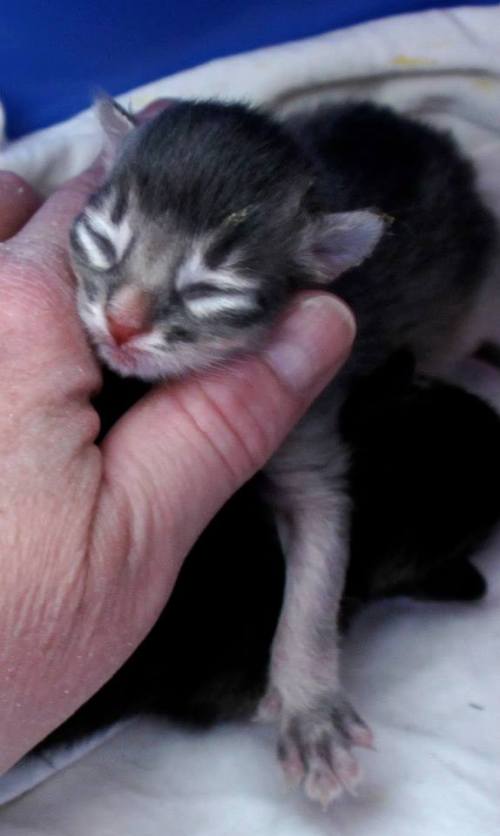 India av Rubicon, blåsølv hunnkatt - RESERVERT