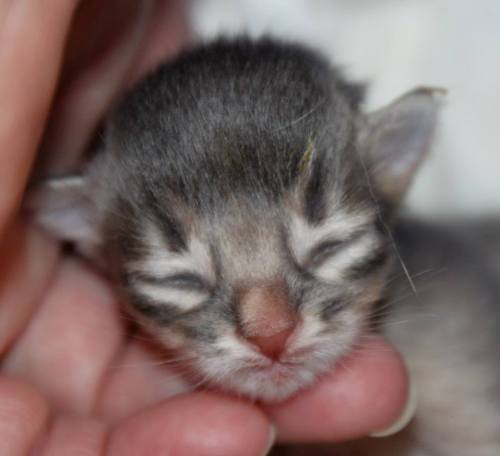 Japan av Rubicon, blå hannkatt