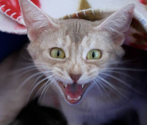 Leki passer godt på kattungene sine. Hun freser ikke, men mjauer mot meg. Legg forøvrig merke til hennes grønne øyne!