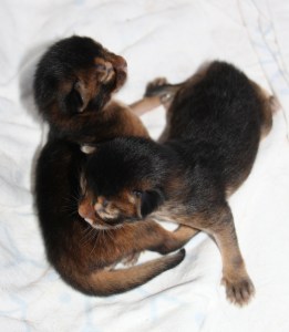 Rafiki og Kipenzi av Rubicon, viltfarget somali, september 2013