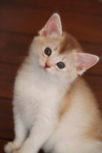 sorrelsølv somali W-kull 2011