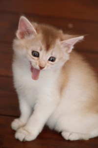 Sorrelsølv somali W-kull 2011