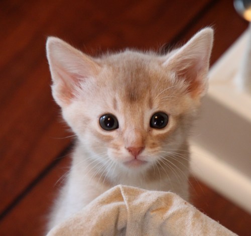 Willy Wonka av Rubicon, fawn abyssiner