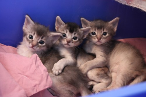 India (SOM as) -Afrika (SOM ns) and Japan (SOM a) av Rubicon.