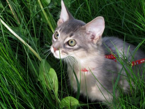 11222437_10153376197301171_7435347124490118325_o