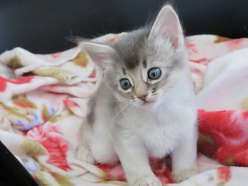 India av Rubicon, SOM as