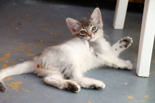 India av Rubicon, SOM as - blåsølv somali