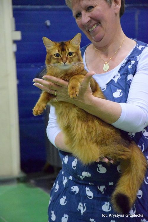 Lene Trehjørningen viste IC SE*Vesselkattens Janis Joplin for dommeren i Vejle.