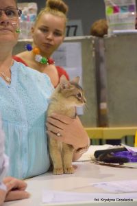 Japan av Rubicon på dommerbordet i Vejle.