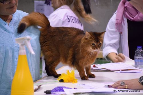 IC Ophelia av Revebo (N), viltfarget somali som ble Internasjonal Champion i Vejle.