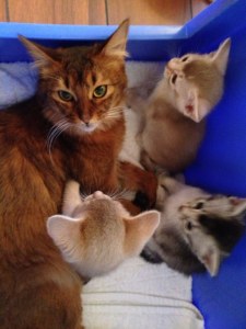 Ophelia med Lekis kattunger