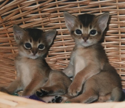 Loredana Fabel og Lamborghini av Rubicon