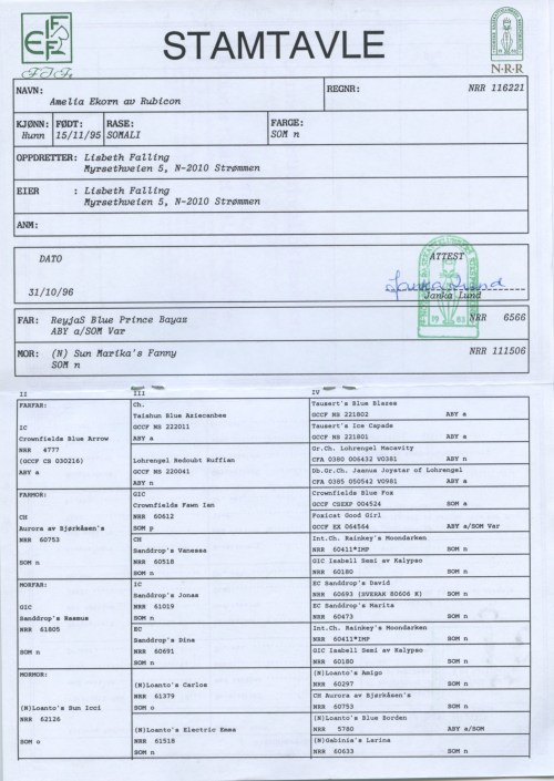 stamtavle-amelia-ekorn-av-rubicon