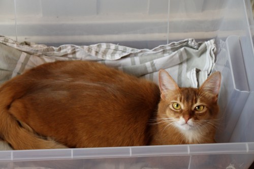 Yasmin 24.09.17 bare dager til nedkomst