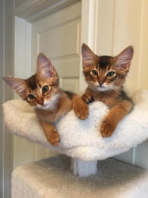 Bella Bonita og Billy Bingo av Rubicon desember 2017