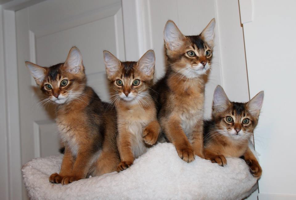 Billy Bingo, Bella Bonita, Bruno Bernardo and Benny Benito av Rubicon