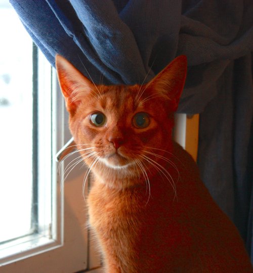 NO-Triforce Ronald Weasley