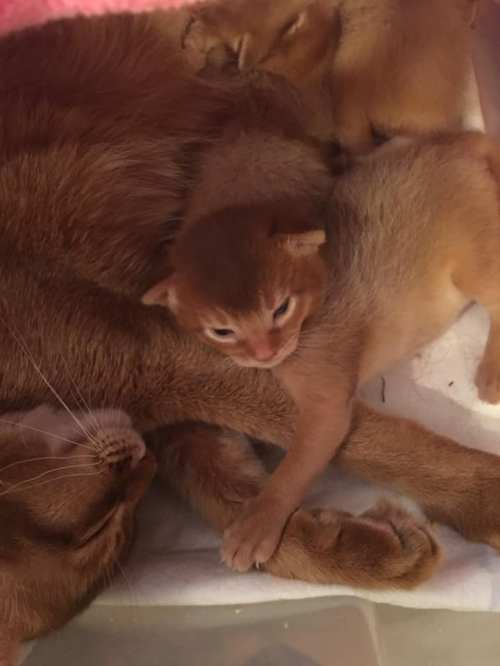 Rubicons CC-kull 26. feb. 2019