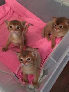 Rubicons CC kull 6. februar 2019