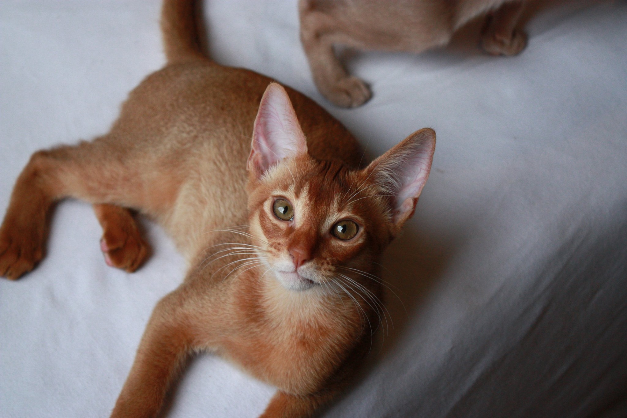 China Chablis av Rubicon, 30. may 2019