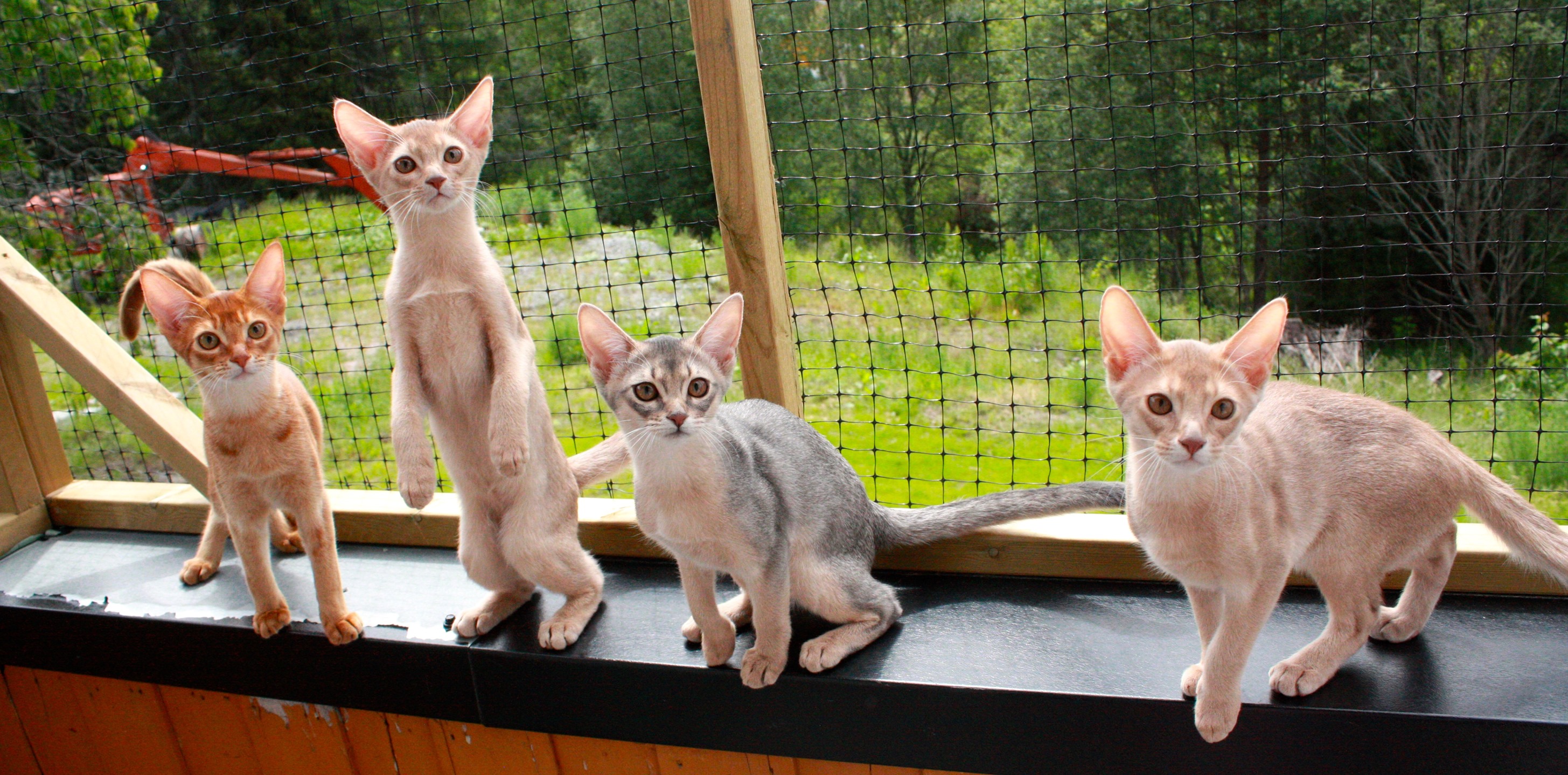 Cilla, Dingle, Dolly og Don.jpg