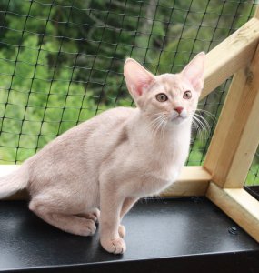 Dingle Dancer av Rubicon 20. juni