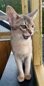 Dolly Dimple juli 2019