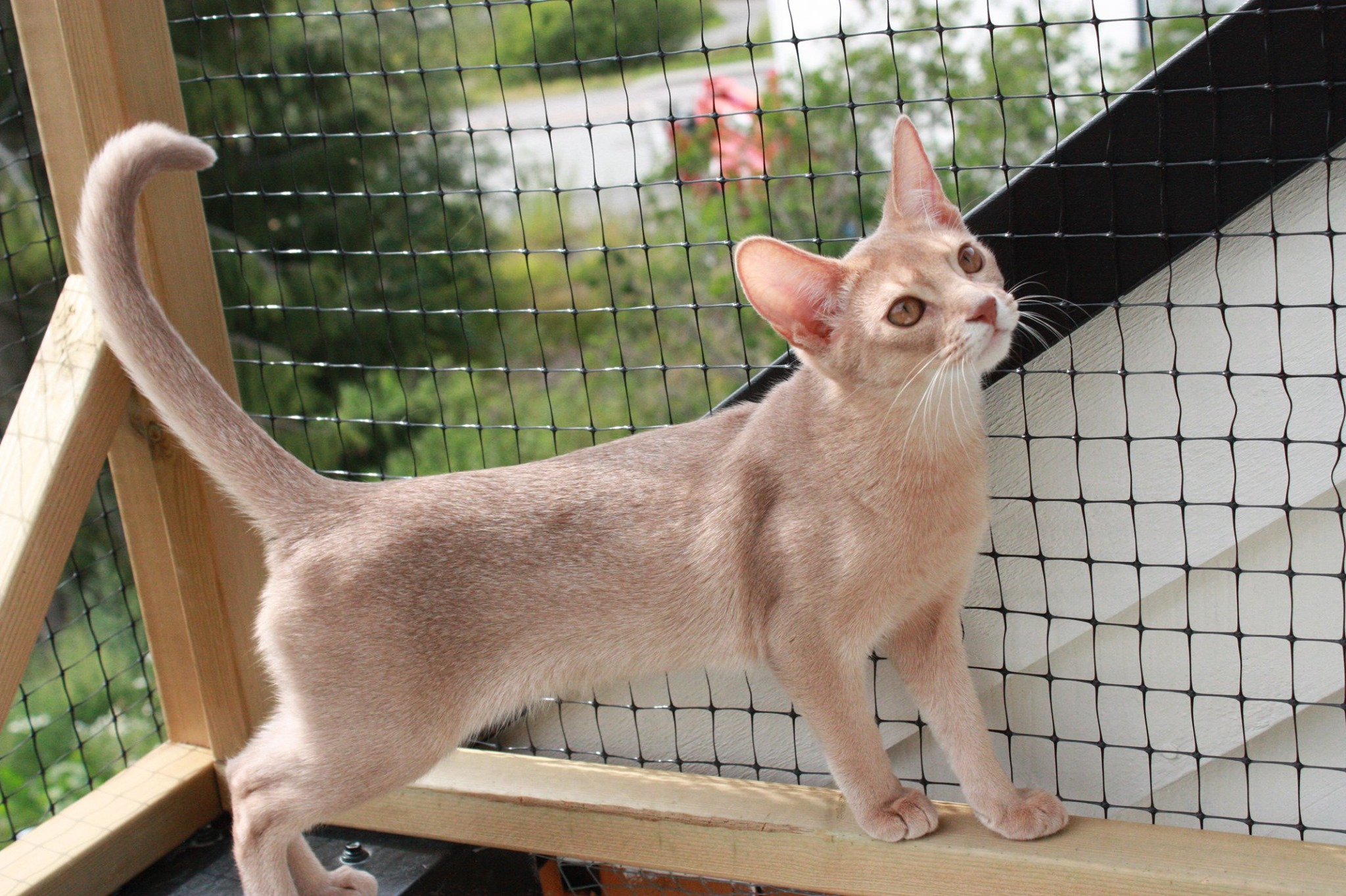 Don Dragonfly 22. juli 2019