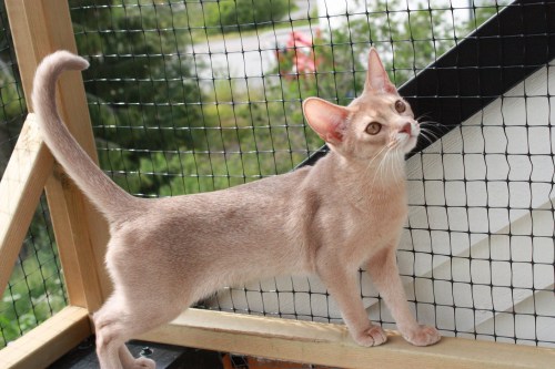 Don Dragonfly 22. juli 2019