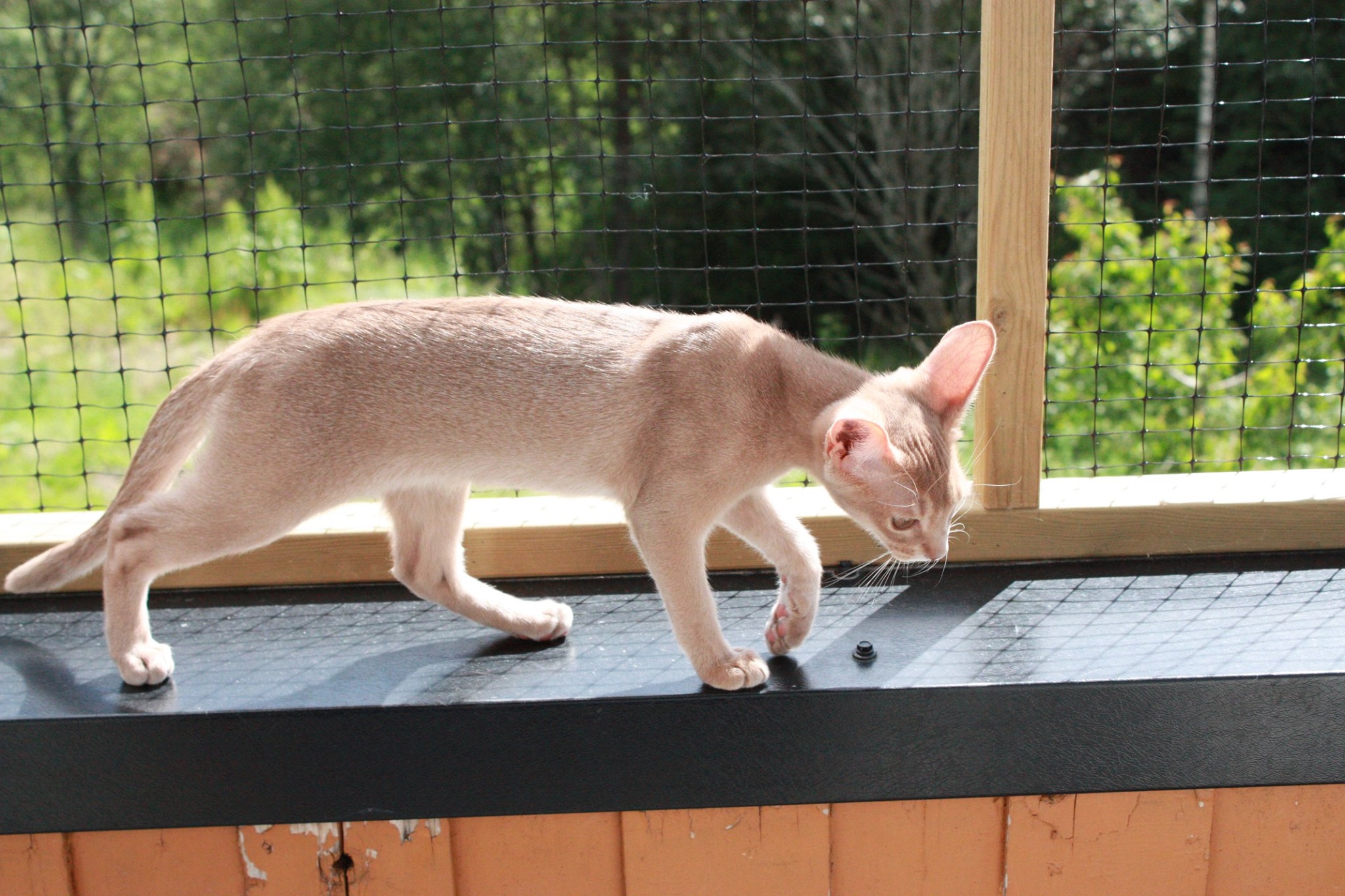 Don Dragonfly hel kropp 22. juni 2019