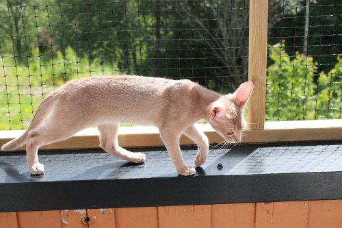 Don Dragonfly hel kropp 22. juni 2019