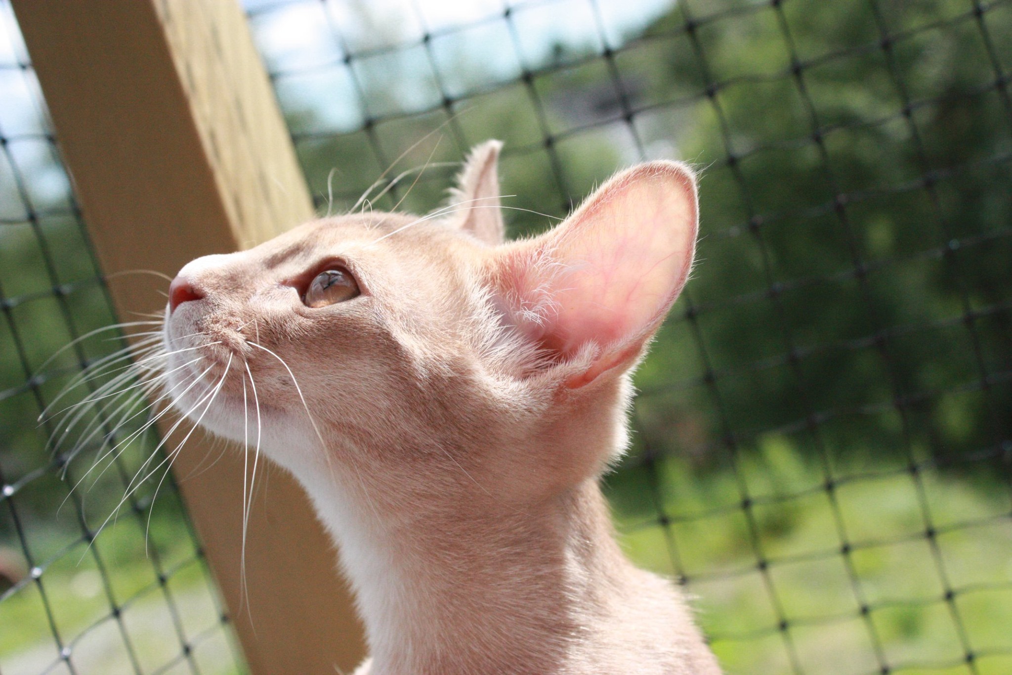 Don Dragonfly profil