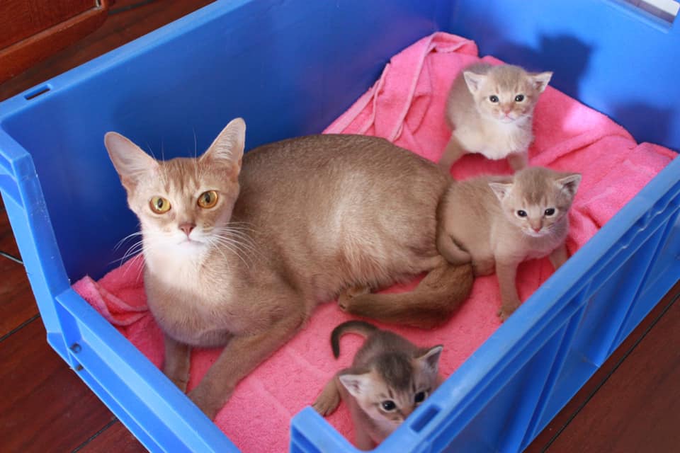 Tallullah med DD-kullet