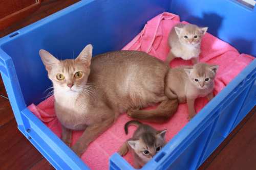 Tallullah med DD-kullet