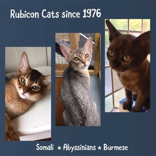 Rubicon Cats since 1976