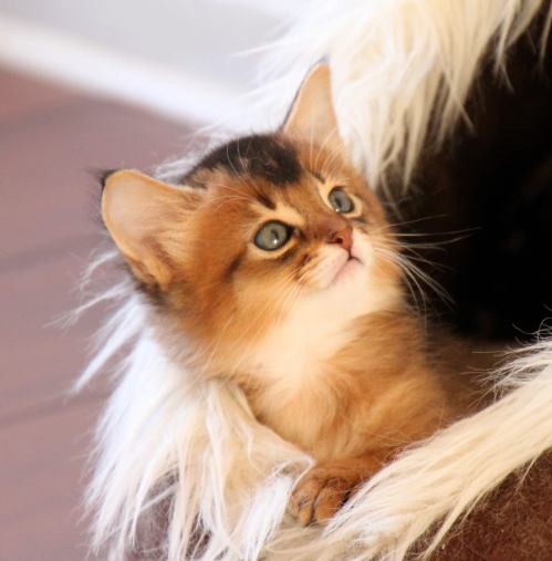 Benny Benito av Rubicon